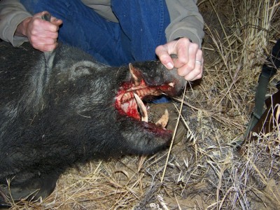 pigteeth104_0096 [Desktop Resolution].jpg