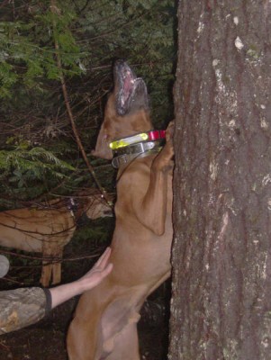 Cooter at Cat #2 021807 03.JPG