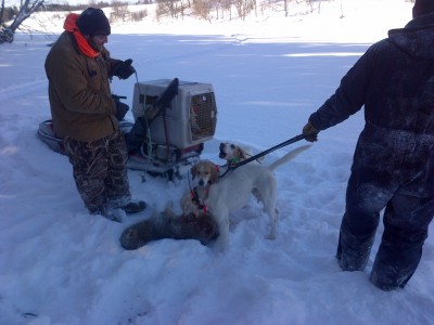 the white dog is outlaw