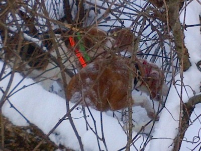 bad pic but the red dog is strawberry