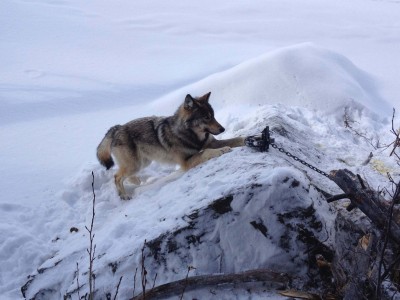 male wolf in a custom leghold caught at a pee post set