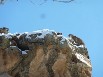 lion on cliff.jpg