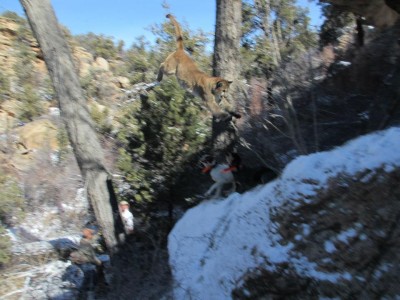 this was the second lion of this day. the dogs quickly re treed it