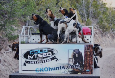 cold nosed outfitters utah cougar hunting.JPG