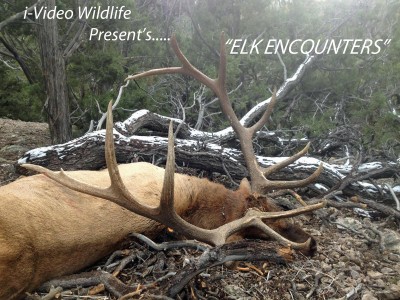 Devin's Bull YouTube.jpg