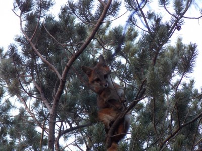 Greyfox in Pine.JPG