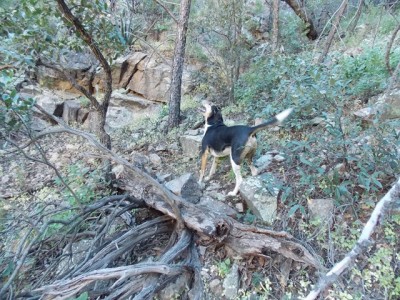 Jake (fox Dec2013).JPG