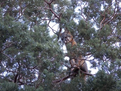 Greyfox in Juniper.JPG