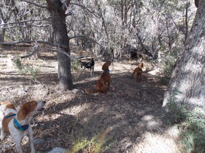 Sandy, Jake, Red and Ace on lion(dec28,2013).JPG