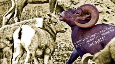 MM YouTube Screen Shot copy.jpg