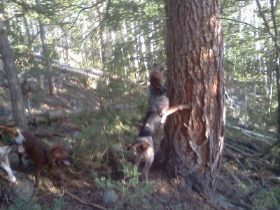 Sammy on a bear tree
