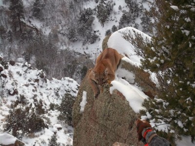 First lion i ever caught by myself