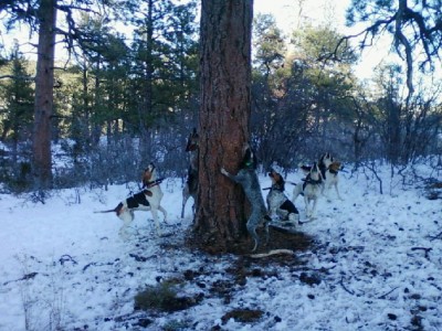 They are the two up on the tree