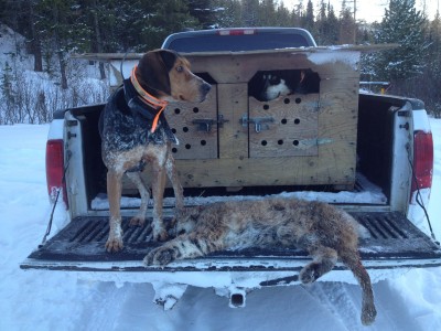 Bobcat 1   24 lb..jpg