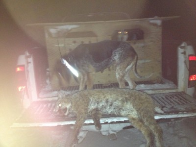 Bobcat 2  34 lb..jpg