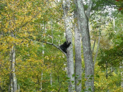 Bear Training Oct 006 edit.jpg