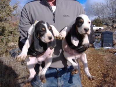 Pups 11-15-09 004.JPG