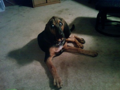 gussy 6 monthes &amp; 60lbs...<br />he's now 8 months and 80 lbs =)
