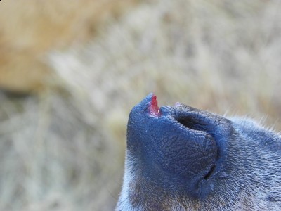 Close up of Jake's nose