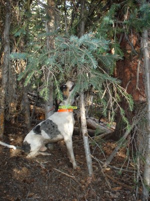 collette 002 (600x800).jpg