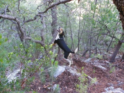 Jake treed on grey fox