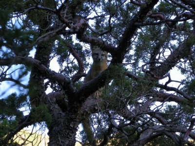 Grey fox safe in his tree, for now...