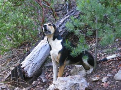 Jake keeping an eye on the Fox.jpg (358.36 KiB) Viewed 7635 times Keeping his eye on the tree, hoping the fox falls out...