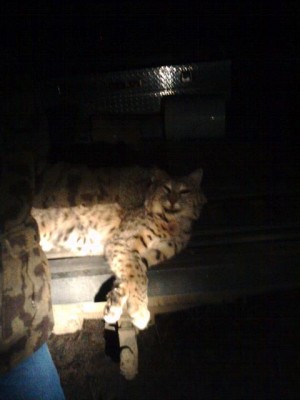 Bobcat Dec. 15 2009 (2).jpg