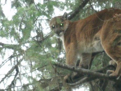 haileigh and cat pics 155.jpg