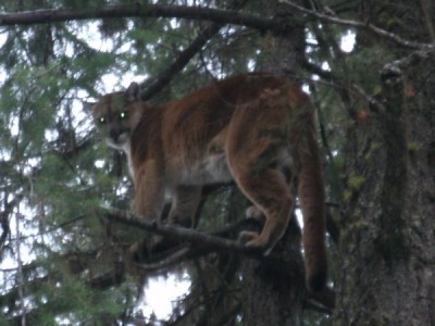 haileigh and cat pics 151.jpg