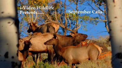September Calls YouTube.jpg