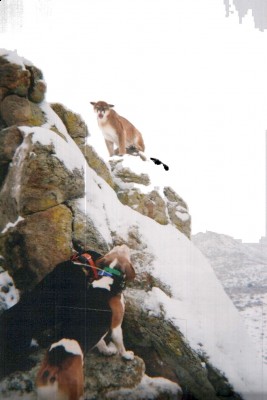 This is Bob and the Walker Dog was Hank owned by Mike Domer.  Sorry about the poor quality on the photo, it was from back in my 35 mm days and I scanned the photo in and it was a little bit grainy