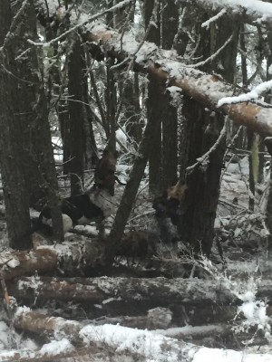 Typical bobcat country