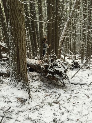 Our open Bobcat Country