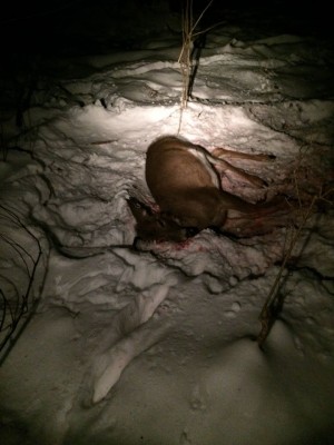 deerkill.jpg