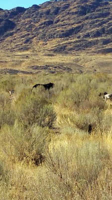 In the open sage hills