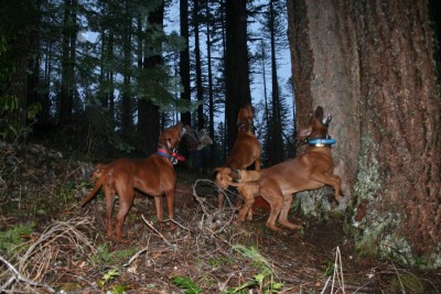 Hunting2010 040 [Desktop Resolution].JPG