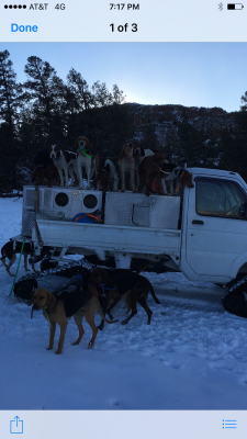 The hounds ready to call it a day