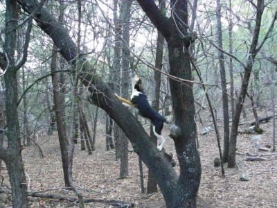 Jake on the tree, a bit late.jpg