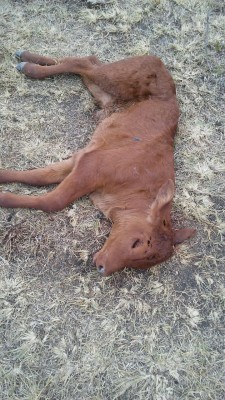 Jaguar attack August 2017.JPG