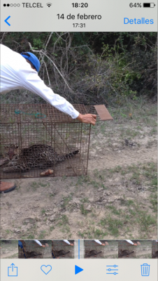 Foto tigrillo 2017.png