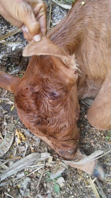 Jaguar Attack August 31 2 of 2017.JPG