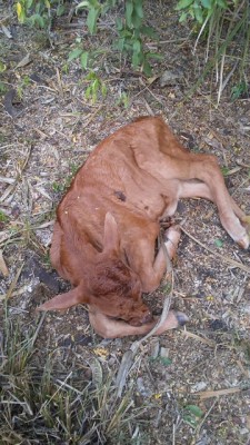 Jaguar attack August 31 2017.JPG