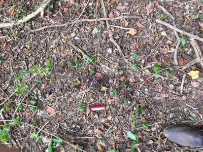 blood of jaguar attack august 2017.JPG