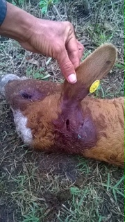 Jaguar attack on May 2017 2.JPG