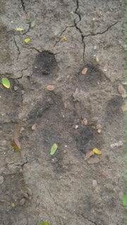 Jaguar track.JPG