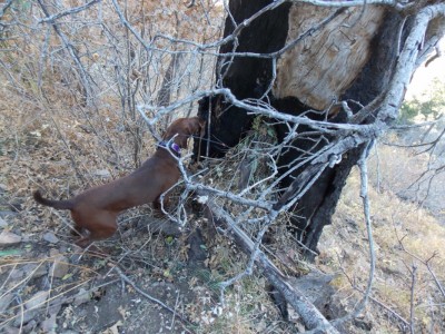 Copper checking out den