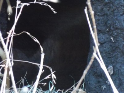 bear den.JPG