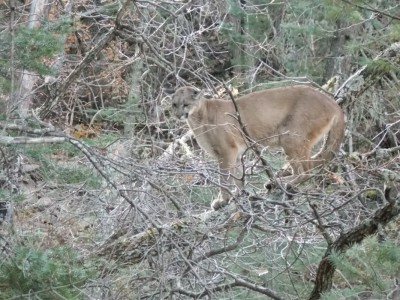 Close up Female lion.JPG