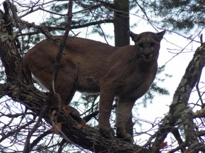 Queen of the mtn.JPG